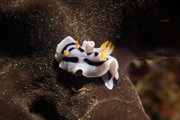 peque&ntilde;o nudibranqueo sobre coral negro