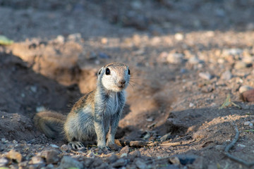 An adorable round tailed ground squirrel in the Sonoran Desert. Wildlife native to the American Southwest, a cute, furry rodent poses near the entrance to their burrow in Pima County, Tucson, Arizona.