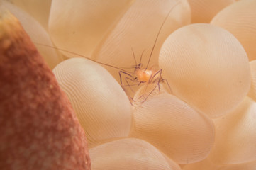 gamba entre bolas de coral