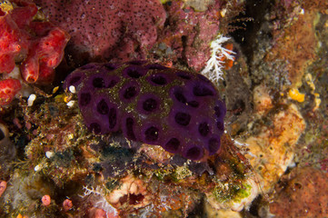 coral violeta