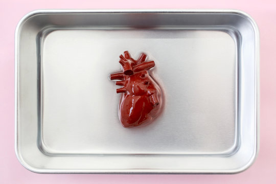 Human heart in a metal plate ready for organ transplant