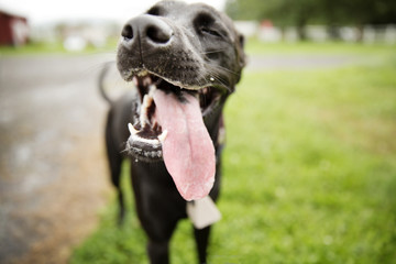 Portrait of panting dog © Cavan for Adobe