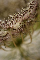 Wiesenkerbel, Nahaufnahme