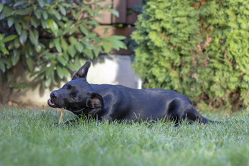 Schwarzer Hund kaut einen Knochen 