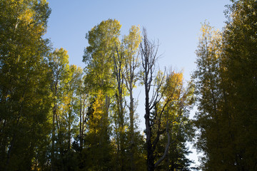 Obraz premium trees in autumn