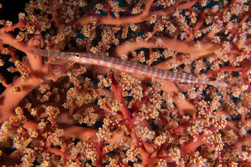 pez trompeta entre coral rosa 1