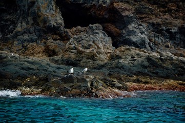 seagull with sea and rocks