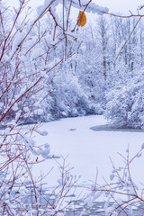 Winter wetland