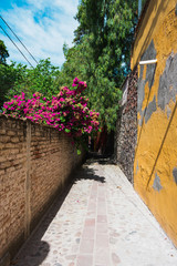 Beautiful alleyway with bougainvillea