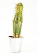 Cactus isolated on white background.