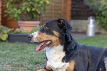 Naklejka na ściany i meble Schöner Appenzeller Sennenhund liegt im Garten 
