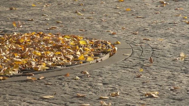Blowing leaves by wind in Autumn. .On A Street Pavement, Coblestone Road. Slow Motion.