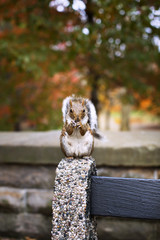 Portrait of cute squirrel holding peanut © Cavan for Adobe