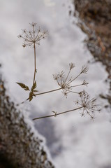Wiesenkerbelblüten, Spiegelung in einer Pfütze