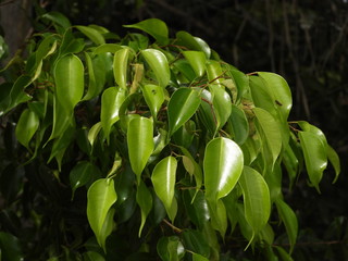Leaves of ficus