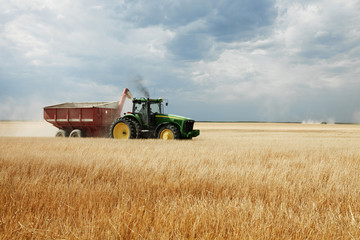 Woman driving tractor on wheat field © Cavan for Adobe