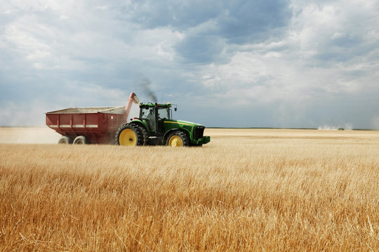Woman driving tractor on wheat field