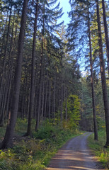 Road in the Czech forest