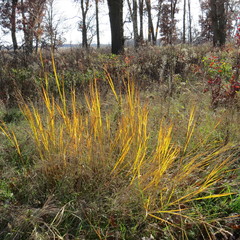 Yellow Spikes of Fall