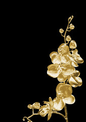 Golden Orchid on a black background .