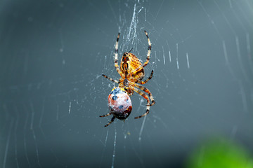 Kreuzspinne mit Marienkäfer als Beute
