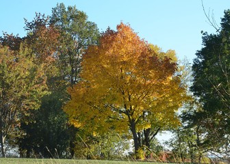 Bunte Herbstlandschaft - Herbstlaub - Laubfärbung