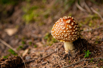 Amanita Muscaria, poisonous mushroom in the forest