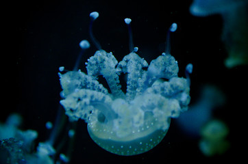 Jellyfish
