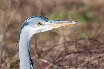 Portrait of a grey heron (ardea cinerea)