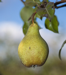Ripe, juicy fruit of a pear on a tree and a background of the blue sky
