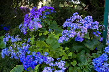 Obraz premium Beautiful flowers in San Francisco