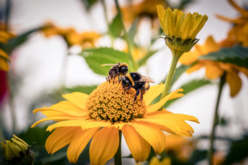 Hummeln auf Blume