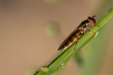 Makro im Garten insect in the garden