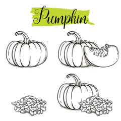 Beautiful vector hand drawn Pumpkin, seeds. Organic food, vector doodle illustrations collection isolated on white background..