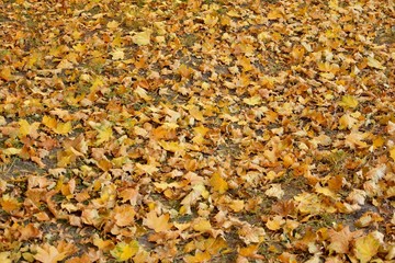 autumn leaves