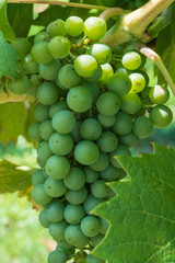 Cluster of green grapes on a vine in northern Italy