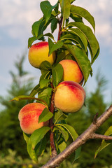 Fresh peaches on a branch with blurred background