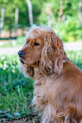 Portrait of a serious beautiful shaggy brown cocker spaniel dog standing on grass and looking to the left side of the image. The animal is under a tree shadow in a bright springtime day