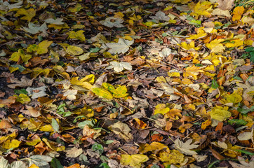 Leaves on the forest floor in the fall with a bit of sunlight