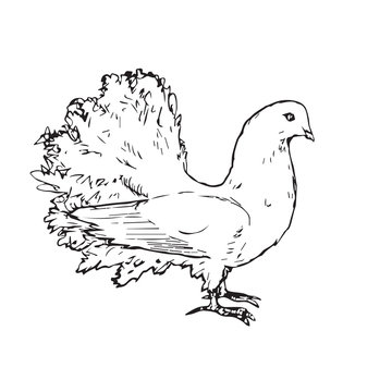 White pigeon (dove) side view, hand drawn doodle, sketch outline, vector illustration