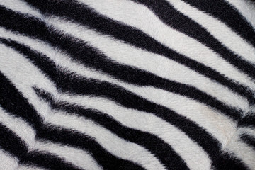 Obraz na płótnie Canvas Natural Zebra background