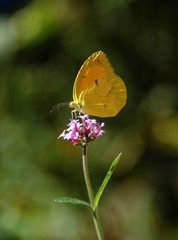 Orange Sulphur butterfly on a wildflower