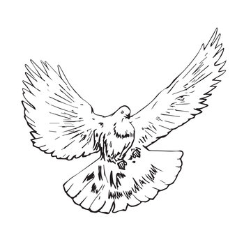 White pigeon (dove) flying, hand drawn doodle, sketch outline, vector illustration