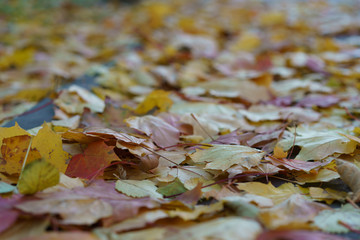 Yellow leaves on the road. Autumn is coming.