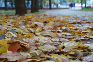 Yellow leaves on the road. Autumn is coming.