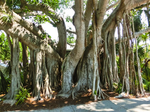 The big banyan tree in the garden at Naples at Florida