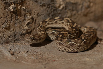 Saw Scaled Viper
