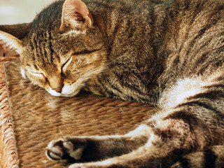 Naklejka na ściany i meble sleeping cat - brown stripped cat on a pavement outdoors