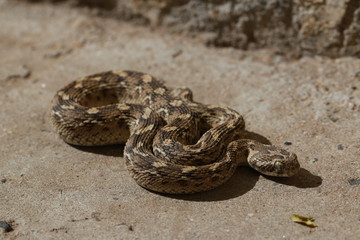 Saw Scaled Viper