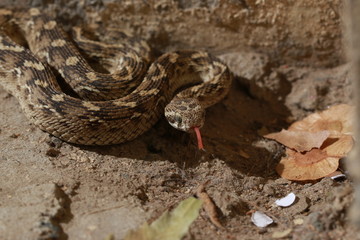 Saw Scaled Viper